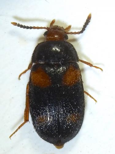 Mycetophagus quadripustulatus